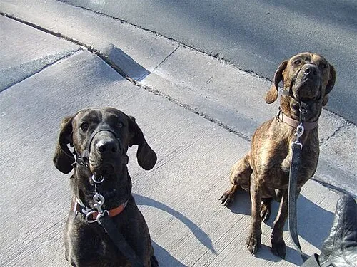 Plott Hound fotoğraf 8