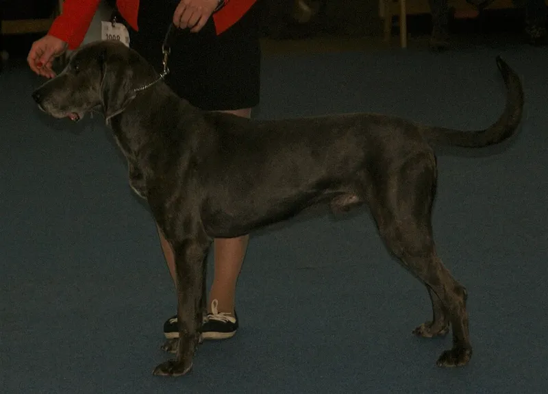 Plott Hound fotoğraf 9