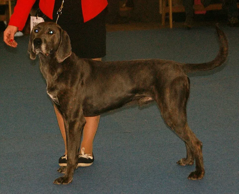Plott Hound fotoğraf 10