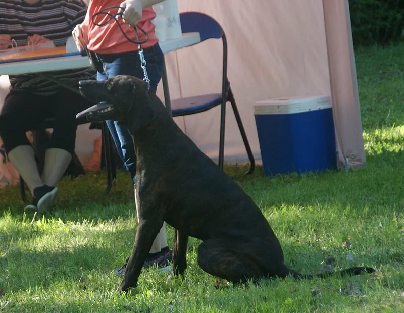 Plott Hound fotoğraf 11