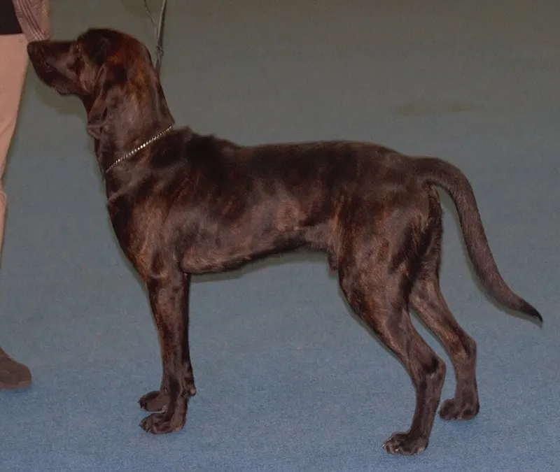 Plott Hound fotoğraf 12