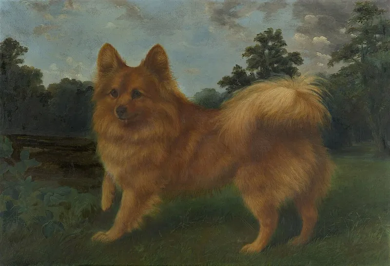 Pomeranian fotoğraf 1