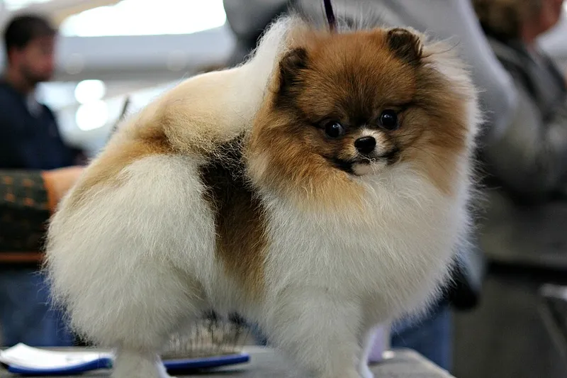 Pomeranian fotoğraf 2