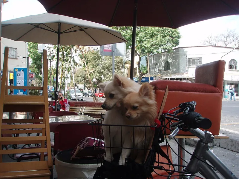 Pomeranian fotoğraf 3