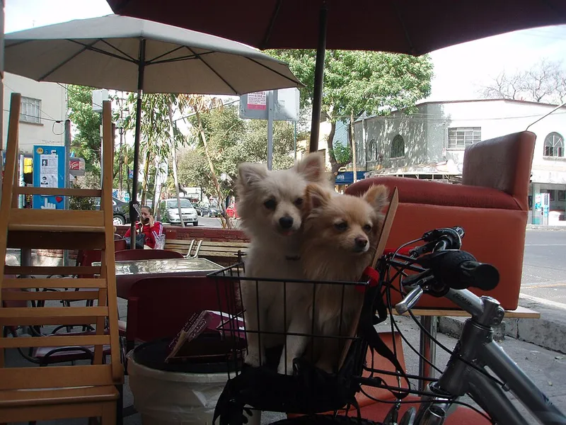 Pomeranian fotoğraf 4