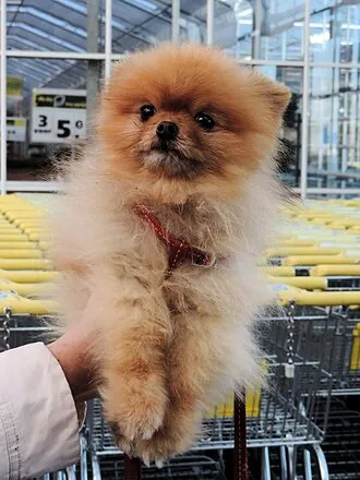 Pomeranian fotoğraf 6