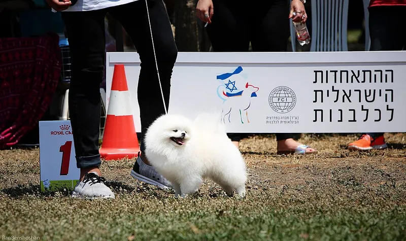 Pomeranian fotoğraf 7