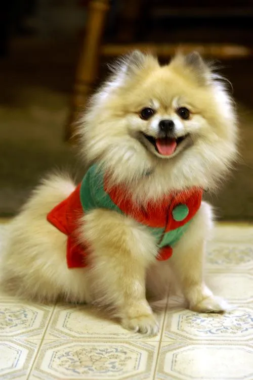 Pomeranian fotoğraf 8