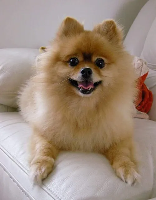 Pomeranian fotoğraf 9
