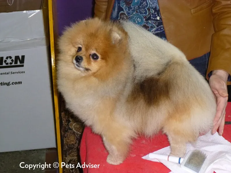 Pomeranian fotoğraf 10