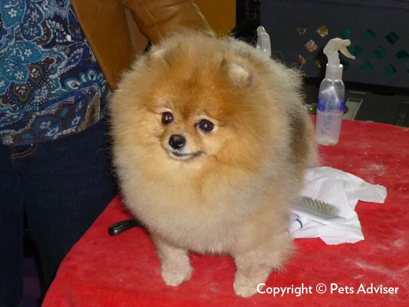 Pomeranian fotoğraf 11