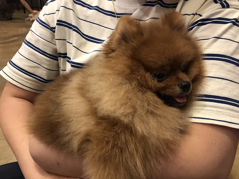 Pomeranian fotoğraf 12