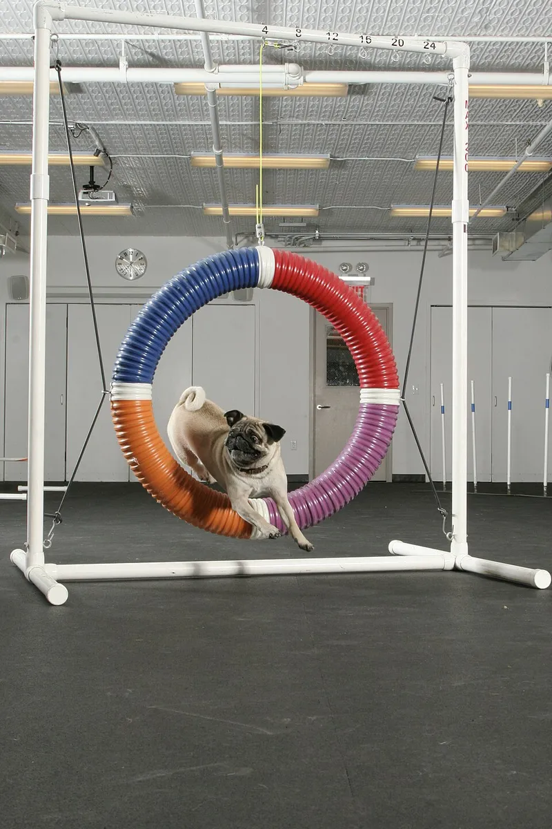 Pug fotoğraf 1