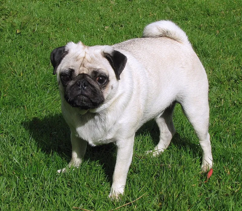 Pug fotoğraf 2