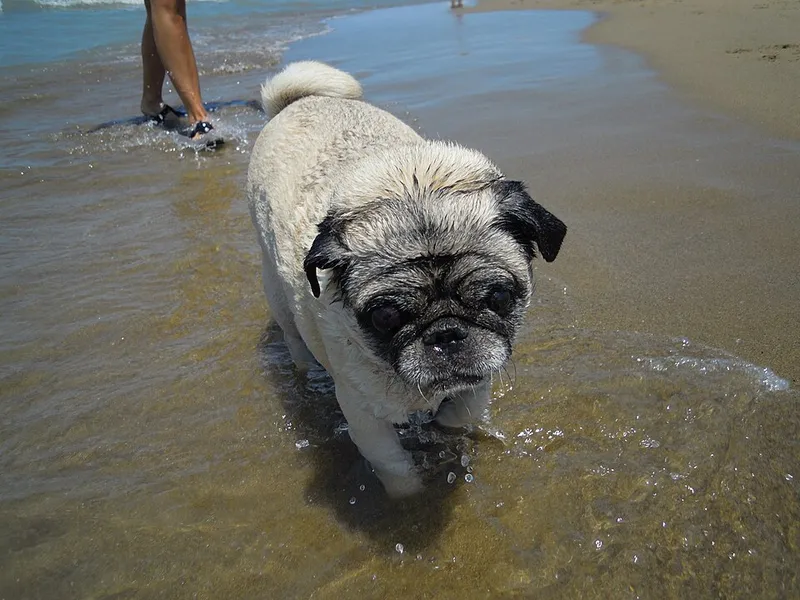 Pug fotoğraf 3