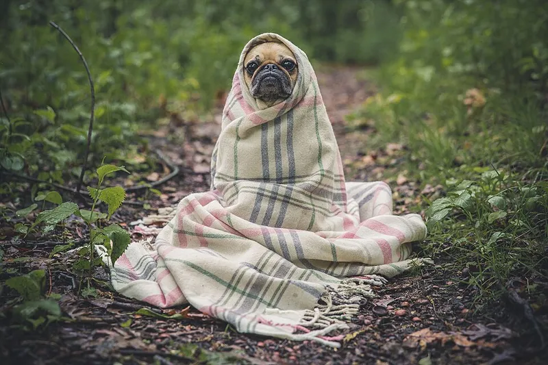 Pug fotoğraf 4