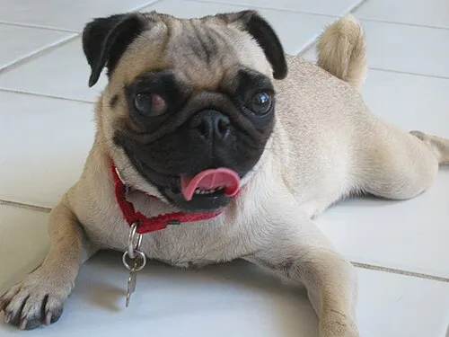 Pug fotoğraf 5
