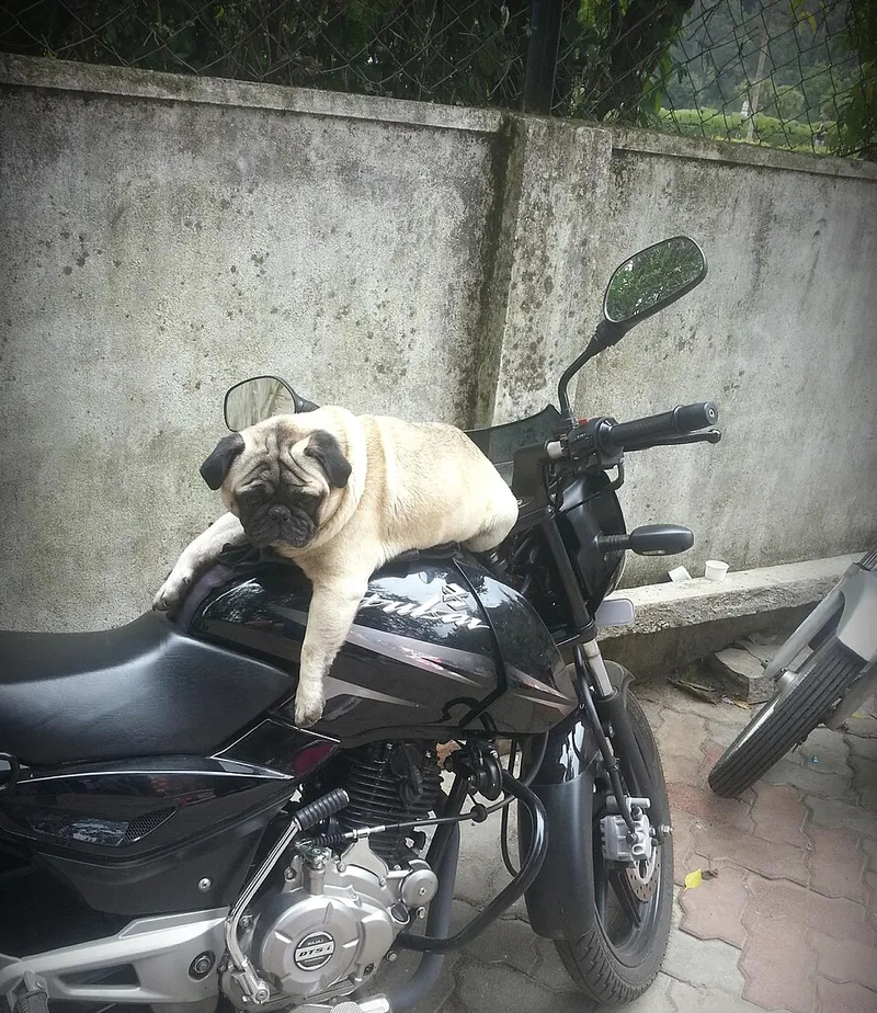 Pug fotoğraf 6