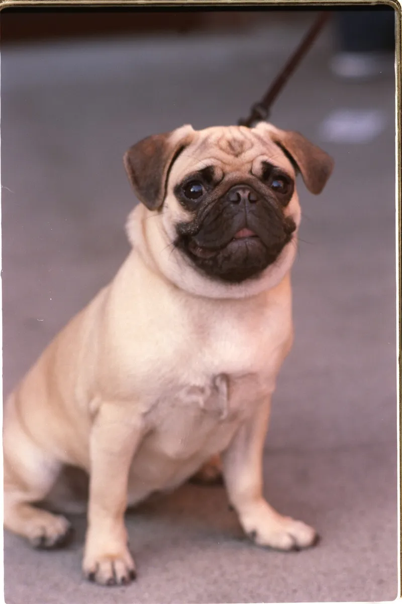 Pug fotoğraf 7