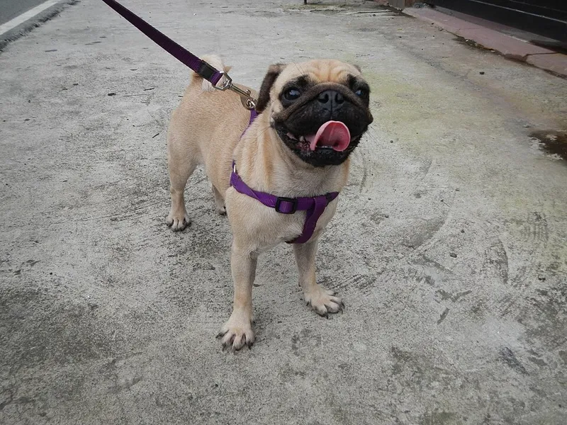 Pug fotoğraf 8