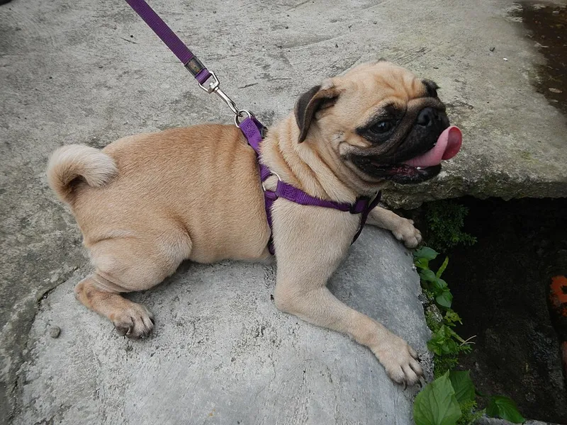 Pug fotoğraf 9