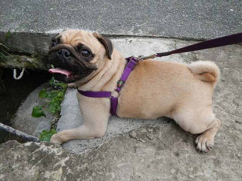 Pug fotoğraf 10