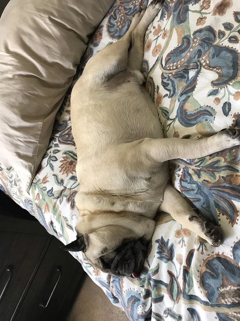 Pug fotoğraf 11