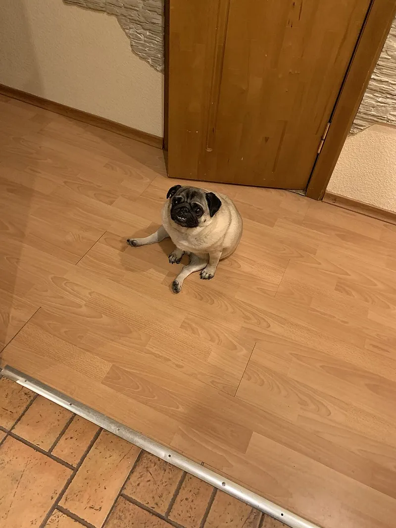 Pug fotoğraf 12