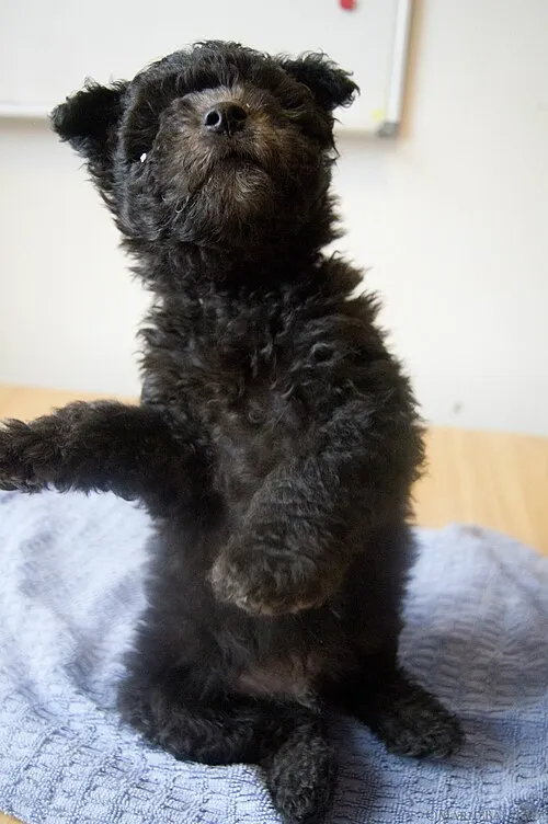 Pumi fotoğraf 2