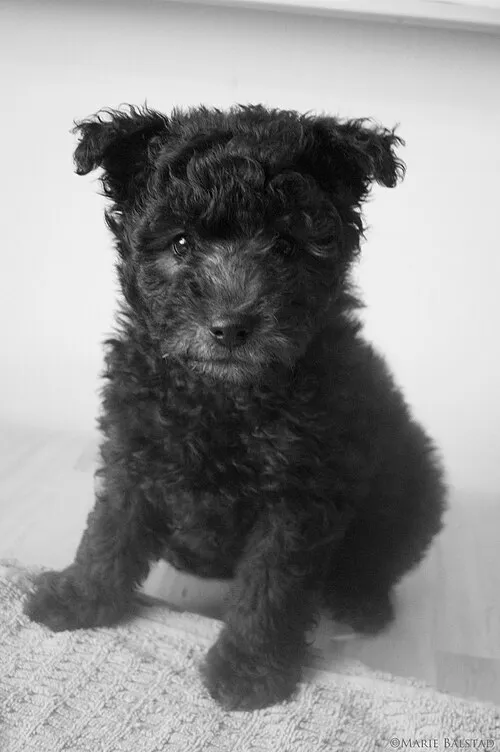 Pumi fotoğraf 3