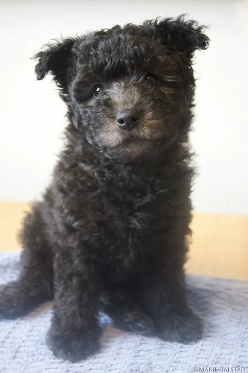 Pumi fotoğraf 4