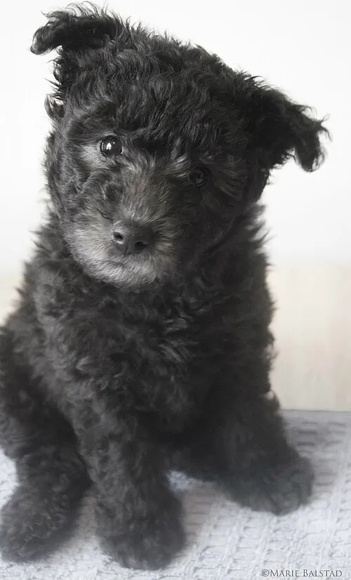 Pumi fotoğraf 5