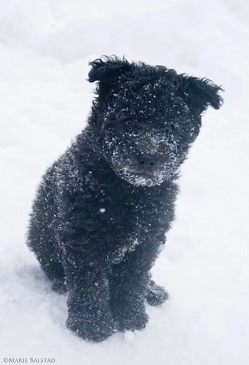 Pumi fotoğraf 6