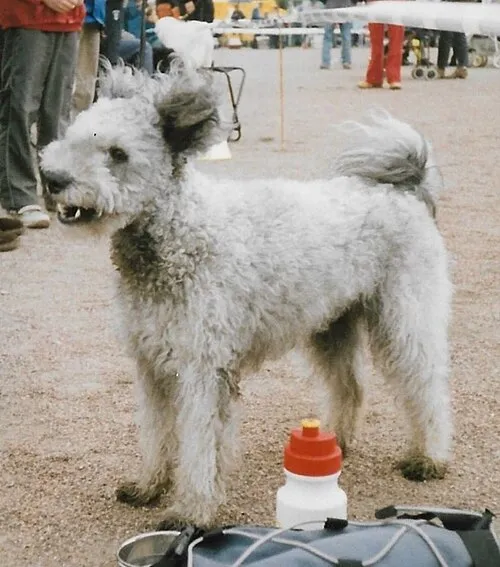 Pumi fotoğraf 9