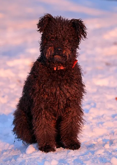 Pumi fotoğraf 12