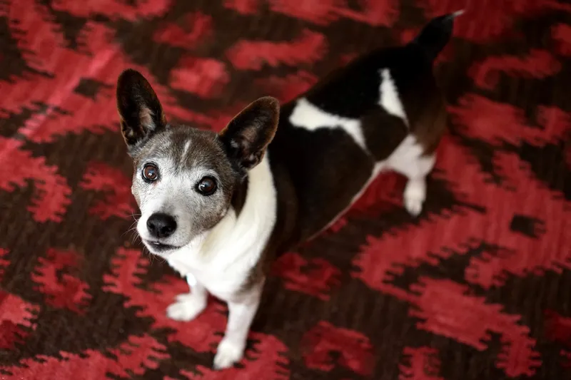 Rat Terrier fotoğraf 1