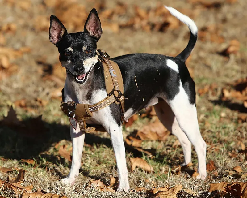 Rat Terrier fotoğraf 2