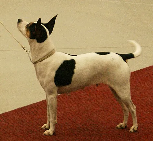 Rat Terrier fotoğraf 3