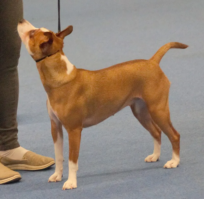 Rat Terrier fotoğraf 4