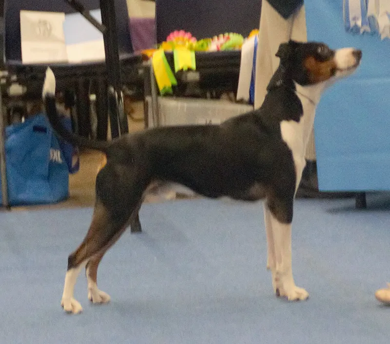 Rat Terrier fotoğraf 5