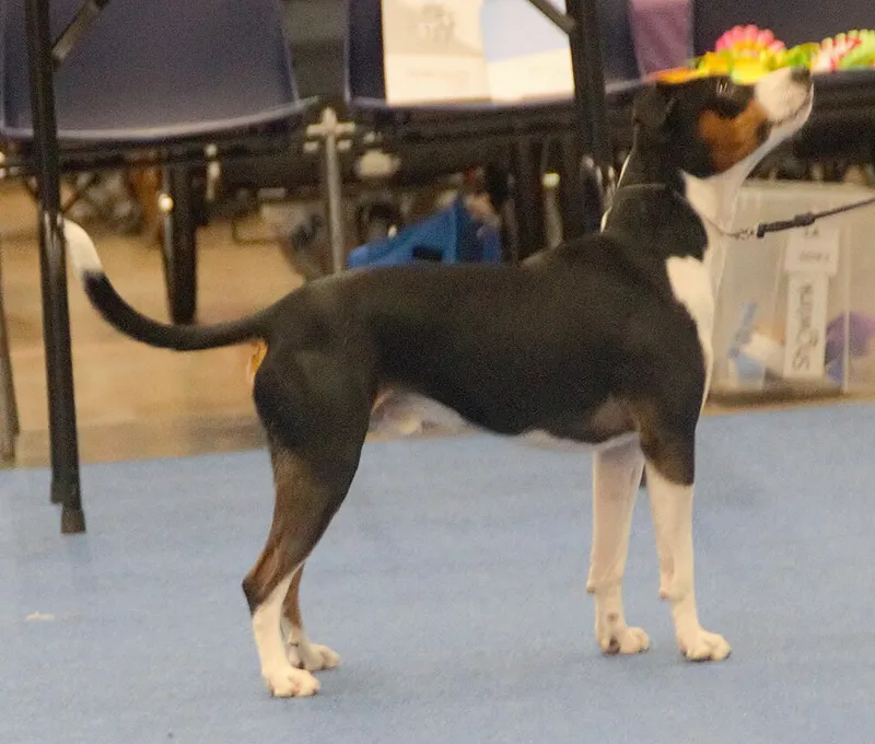 Rat Terrier fotoğraf 6