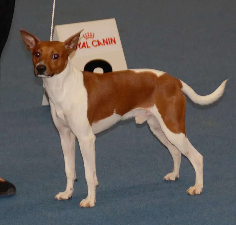 Rat Terrier fotoğraf 7
