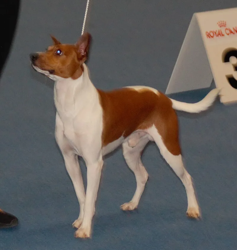 Rat Terrier fotoğraf 8