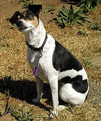 Rat Terrier fotoğraf 9