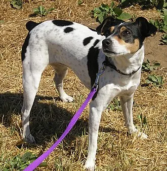 Rat Terrier fotoğraf 10