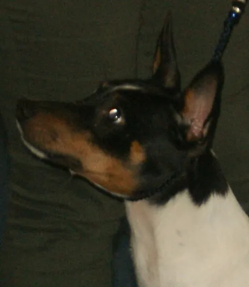Rat Terrier fotoğraf 11