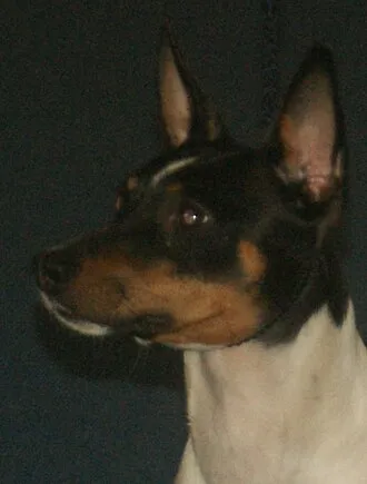 Rat Terrier fotoğraf 12