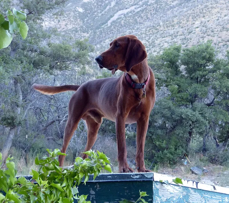 Redbone Coonhound fotoğraf 1