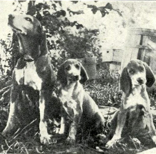 Redbone Coonhound fotoğraf 2