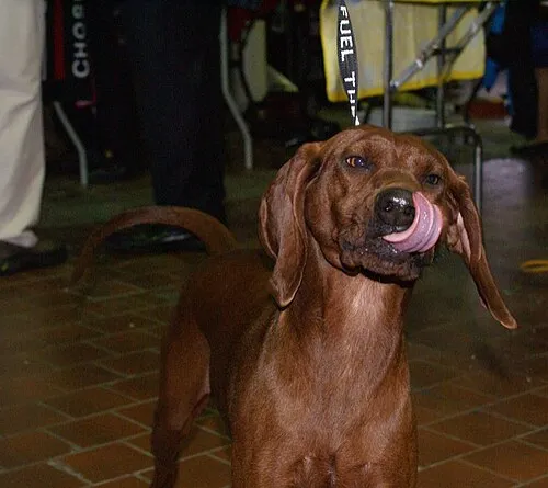 Redbone Coonhound fotoğraf 3